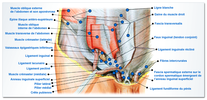 La pubalgie pariéto-abdominale – Pubalgie, traitement pubalgies